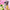 Good Girl Blush Polka Paradise