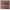 Double Serum Eye