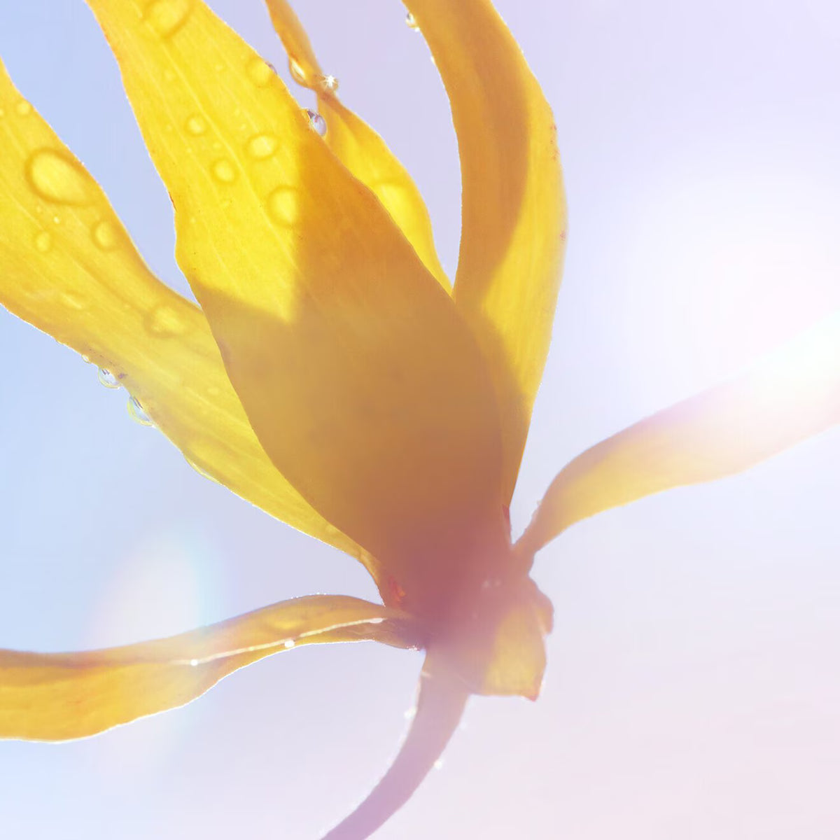 La Vie Est Belle Soleil Cristal Eau De Parfum - Azora Beauty