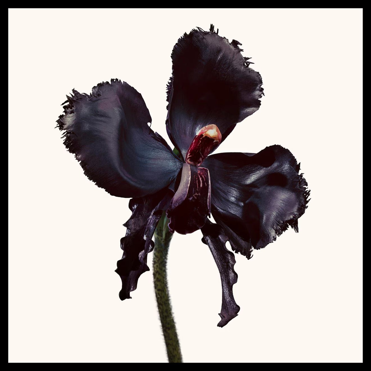 Black Orchid Reserve - Azora Beauty