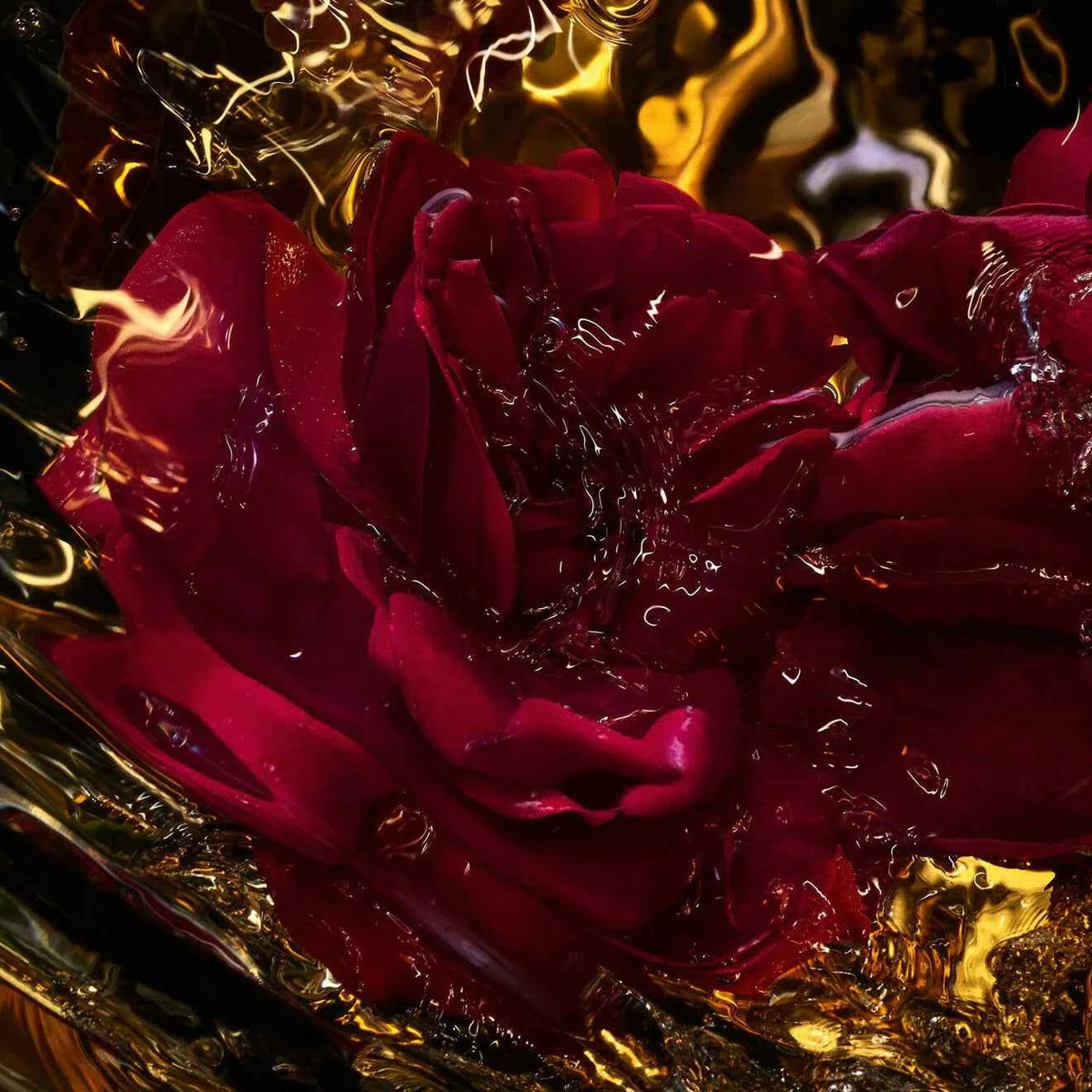 Absolus Allegoria Rose Amira Eau De Parfum