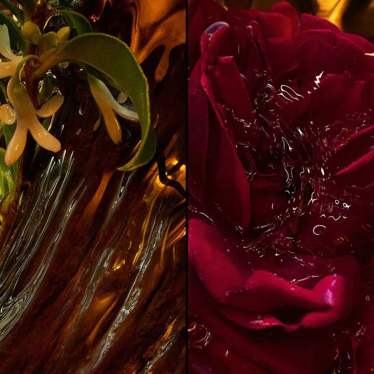 Absolus Allegoria Rose Amira Eau De Parfum