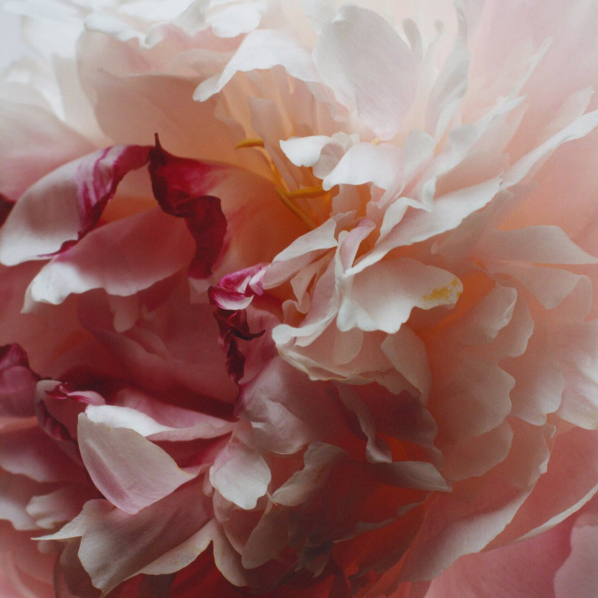 Peony & Blush Suede Cologne