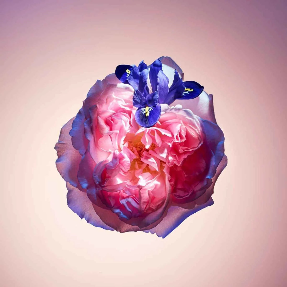Rose Des Vents