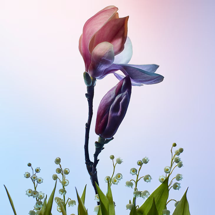 Apogée - Azora Beauty